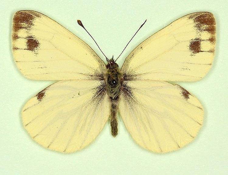 Pieris napi female (aberrant form flavescens + semimaculata) (Internet Image property of respective owner, non-commercial use only)